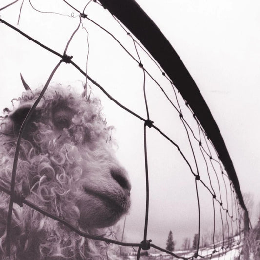 Pearl Jam- Versus